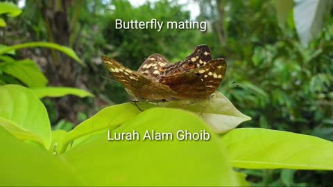 the butterfly is mating on the leaf