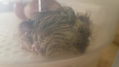 Chick just hatched, only moments old!