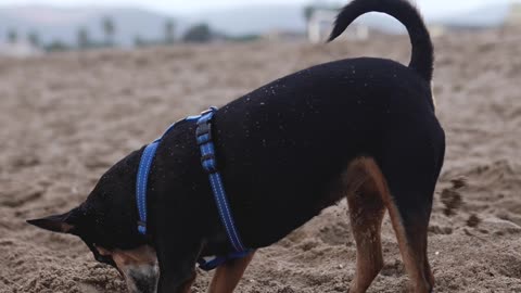 dog digging on the beach