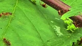 Ants on a leaf in the forest / beautiful insects in nature.