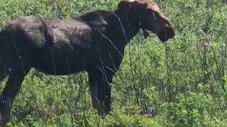 Dangerous encounter with young moose