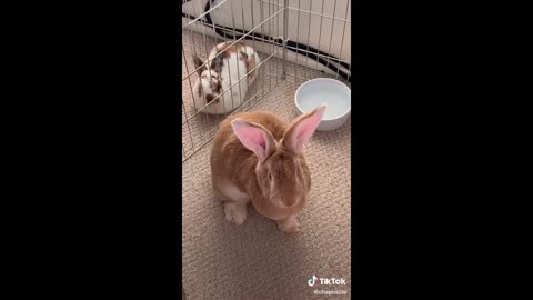 Funny Animal Videos that Make Me Burst Into Tears Laughing 😂 (CUTE)