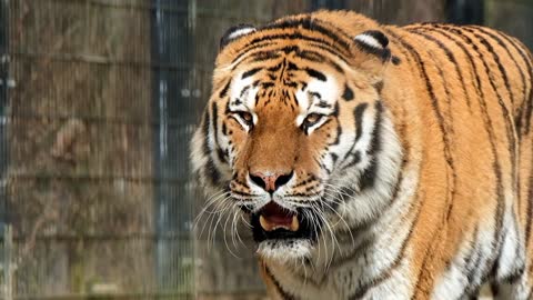 Unique Tiger Big Cat