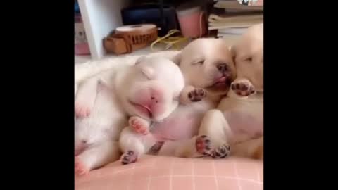 puppy😍cute little puppies