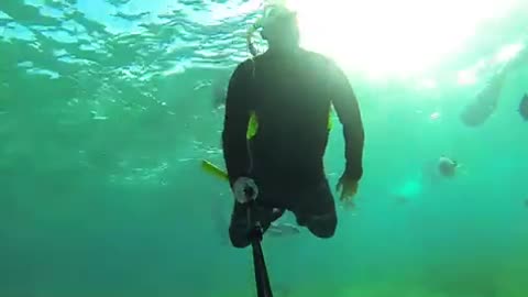 Stingray glides over swimmer's head in Belize