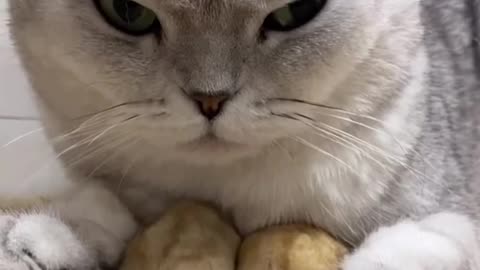 Cute Cat Playing With Two Hamsters
