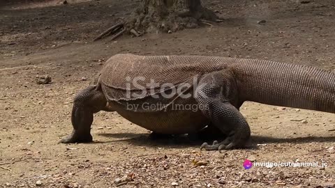 Komodo Dragons: Love, Legends, and Lurking Monsters