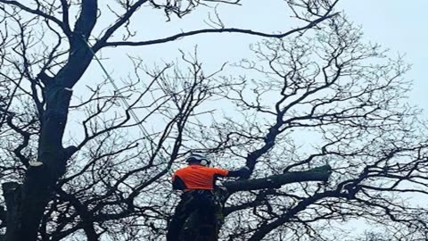 Best Tree Services in Dalry