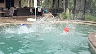 Dog Diving Into Pool Slow-Mo