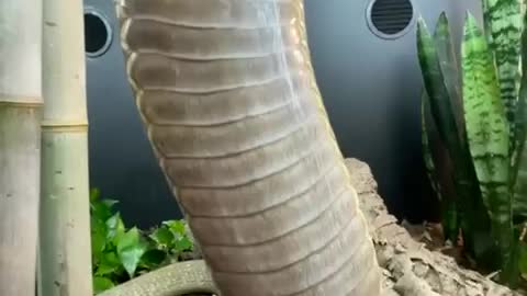 Cobra snake 🐍