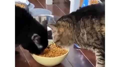 Funny Animals 2021 - cute animals of Tiktok