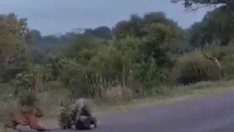 Porcupine Parents Provide Z Class Security to Their Baby from a Leopard Part II or 2