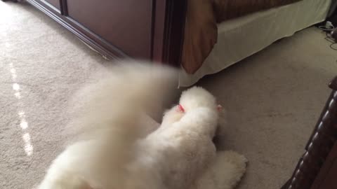 Poodle extremely determined to get cat