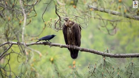 Large-billed crow fighting with Himalayan Vulture