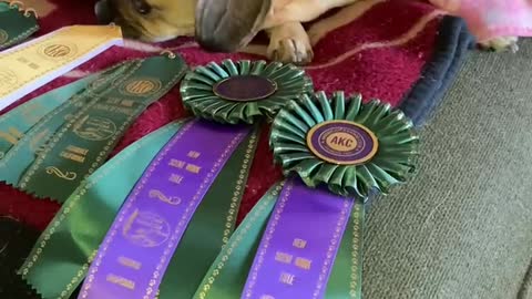 Winnie’s results from AKC ScentWork Trial 5/1-2/21