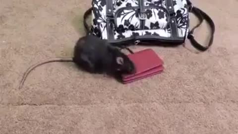 Rato assaltante