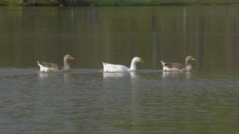 Animal- Characteristics of the Source of Duck Life.