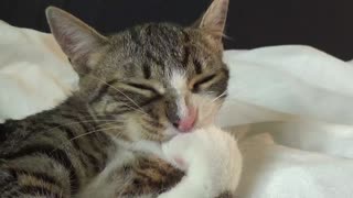 Corona Kitten Keeps His Paws Clean