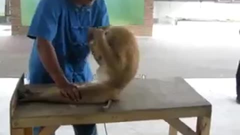 Monkey doing press up