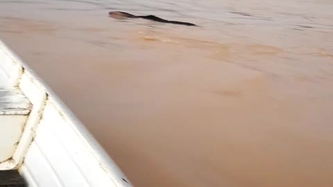 Giant Anteater Swims Toward Safety During Flood