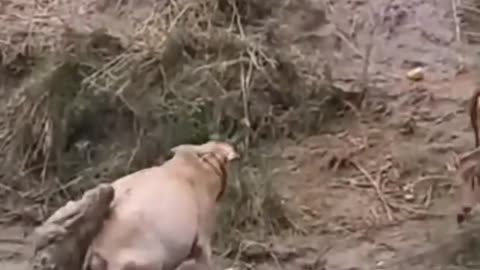 Cow Escape From Crocodile Hunting