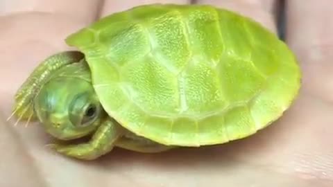 A light green turtle.