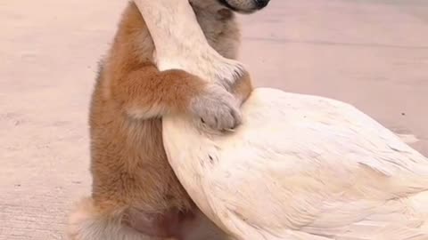 Puppy friendship with Duck Nice bonding