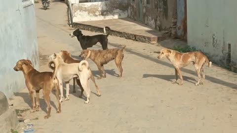 Dog fight on road dog lovers female dog vs 8 dog fight #dog#dogie #doglover #doglife