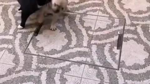 Dog vs cat funny video