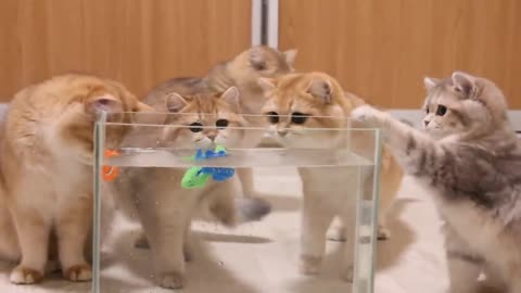 Kittens and cats learn catches fish 🐟. Too funny|Too cute