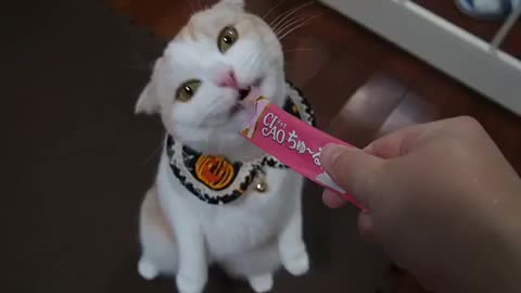 Cat standing up and eating her favorite food