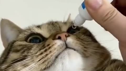 Cat funny videos | Amazing cat video |