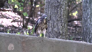 CAT WATCHES LIKE A HAWK