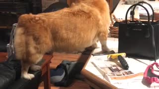 Corgi Conundrum