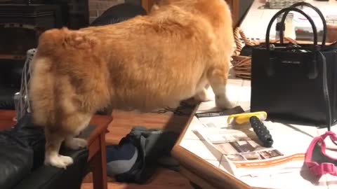 Corgi Conundrum