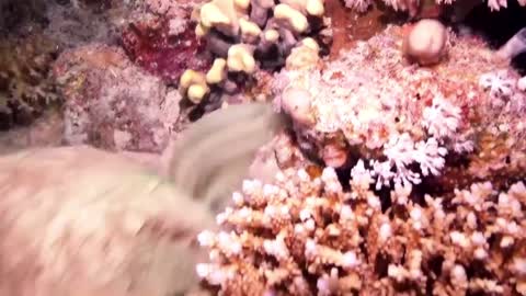 Moray eel vs octopus