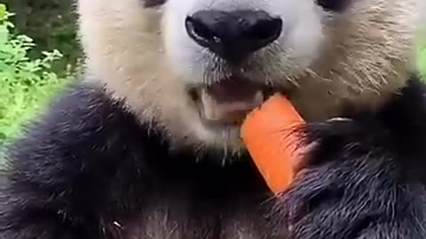 Cute Panda eating a carrot! 😍