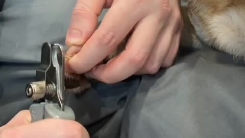 Dog nails cutting