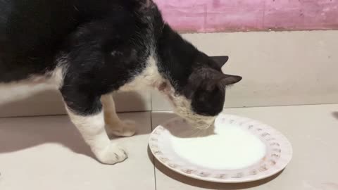 Cat eating milk