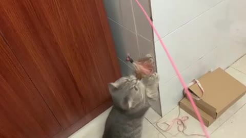 The cat playing by the wardrobe