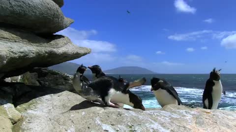 Penguin Fai lBest_Bloopers_from_Penguins_Spy_in_the_Huddle_(Waddle_all_the_Way)