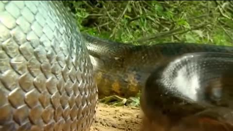Giant swamp anaconda