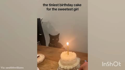 Her birthday 😍Funny animals, cute cat's and dogs