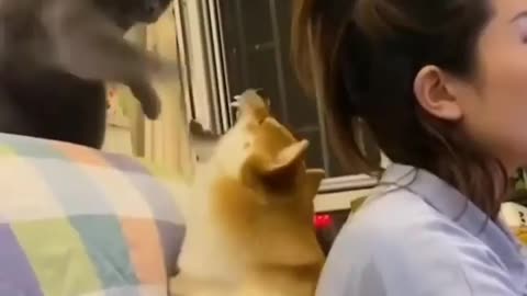 Funny cat and dog🐶 fighting behind his owner😂🤣