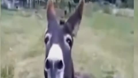 Funny donkey video funny animals videos comedy try not launch