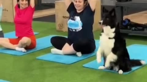 Dog doing yoga**Very funny**😺