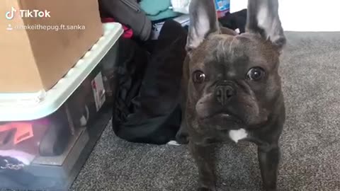 French Bulldog hilariously reacts to his own reflection