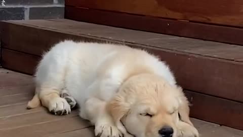 Adorable puppy tries so hard to get comfy for a nap
