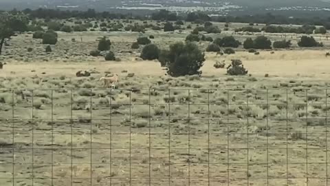 Elk passing through.