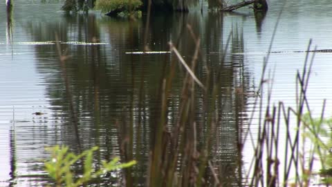 swimming alligator in a Louisiana swamp